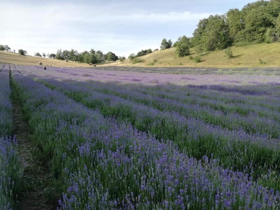 B&B I Girasoli Monte San Pietro Zewnętrze zdjęcie